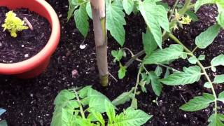 Poniendo los tutores a las tomateras  Cultivar tomates en casa  huertos urbanos  plantar tomates [upl. by Araeic614]