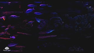 Dark Aquarium with Beautiful Fish  Relaxing Water Stream Noise  10 Hour Sleep Sound [upl. by Fante]