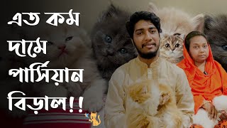 কম দামে পার্সিয়ান বিড়াল কিনুন  Persian Cat Price  Pet House BD [upl. by Nylessej]