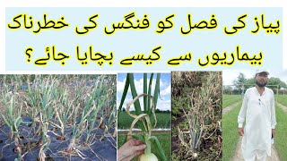 How to prevent or control all fungal diseases of onion crop [upl. by Ocirled]