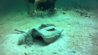 Diving Bocas del Toro Panama [upl. by Blanchette]