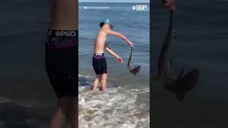 Beachgoer rescues shark from shallow water [upl. by Amr]