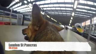 The Londog Dog Train Trip 2017  London  Paris  Venice by train [upl. by Rochus]