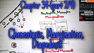 Chemotaxis margination diapedesis chapter 34 part 2 Guyton and Hall text book of physiology [upl. by Danny75]