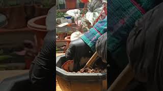 BEGONIA LEAF CUTTINGS PROPAGATION PROCESS plantingtips propagation [upl. by Ynner]