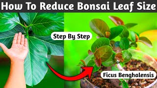 How To Reduce Bonsai Leaf Size [upl. by Schecter284]