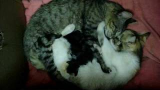 Monogamous Cats [upl. by Lisha]