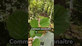 Comment reconnaître le noisetier 🌳noisetier arbres forêt naturecomestible plantessauvages [upl. by Aneed]