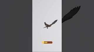 The Most Amazing Falcon Attacks Ever Caught on Camera bird falcon wildlife nature eagalattact [upl. by Donaugh]