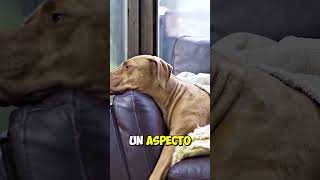 El perro más insólito [upl. by Leifeste]