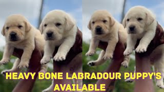 Heavy Bone Labradour Puppys Available9391719119 In Hyderabad ANUPETSWORLD labradorpuppy [upl. by Leugimsiul]