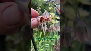 Siculum Nectaroscordum or Scicilian Honey Garlic Part of the allium family beautiful hardy bulbs [upl. by Navada]