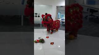 5yo Lion Dance Drummer [upl. by Sirdi]