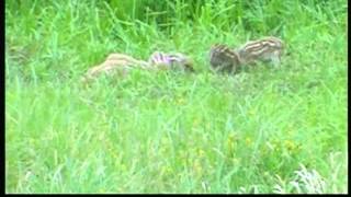 Wildschweine Frischlinge Jagd in der Schorfheide Rehe Keiler Kraniche [upl. by Alokin]