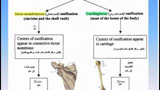 06The Skeleton8Ossification of Bones Anatomy Intro Dr Ahmed Kamal [upl. by Kent]