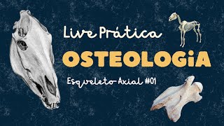 4ª Live Prática de Anatomia Descritiva I 20242 Esqueleto Axial [upl. by Oyr]