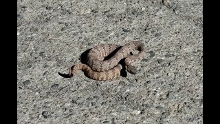 Panamint Rattlesnake in Death Valley National Park [upl. by Gilli]