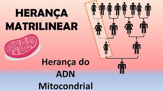 Herança Matrilinear Herança do DNA Mitocondrial  Biologia na YRA [upl. by Eleynad689]