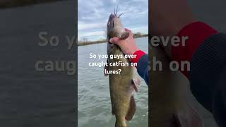 Catfish on lures sportfish bassfishing fishing catfishing bass sportfishing [upl. by Ecirtaemed]