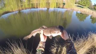 CALIFORNIAS NEW STATE RECORD BULLHEAD CATFISH [upl. by Hoashis]