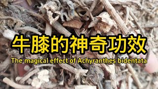 牛膝的功效與作用 The efficacy and function of Achyranthes bidentata [upl. by Brownson]