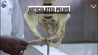 Pelvis amp Perineum I Practical 1 I Station 2 I Articulated Bony Pelvis [upl. by Formenti617]