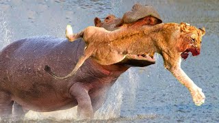 Angry hippo bites lion head to vent its anger wild animal attack [upl. by Akinak871]