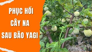 Hướng Dẫn Phục Hồi Cây Na Sau bão Yagi  Khuyến Nông Thủy Nguyên [upl. by Enaxor]