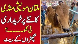 Kanty Pr khareedari 💥 Bachro k Rates per kg  Multan Cow Mandi Latest Updates 🔥 Universal Topics [upl. by Ikuy500]