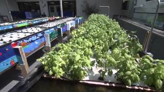 Introduction To Aquaponics Concepts and Methods [upl. by Allecram]