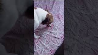 Ernesto Reacts  quotSalsichaquot cachorro pets [upl. by Knowland]