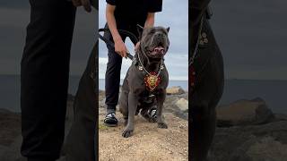 Cane Corso dog corsolove dog big guardog [upl. by Parsaye]