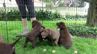 Chocolate Labrador Puppies 7 weeks [upl. by Enneirb456]