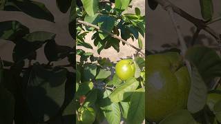 guavas in my terrace garden organic cultivation ytshorts [upl. by Nunciata]