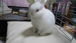 子うさぎの毛づくろい rabbit grooming20080328 [upl. by Tamarah]