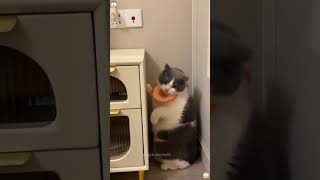 Are they to lose weight by exercisingcat cats cutecat catlover funny funnycat funnyvideos [upl. by Reitman528]