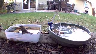 Yellow Rumped Warbler checking out the bird bath [upl. by Heinrick351]