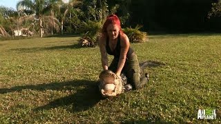 100 Pounds of Ashley Hauls in 300 Pound Alligator  Gator Boys [upl. by Novaat]