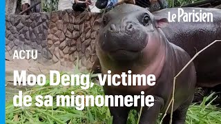 Moo Deng le bébé hippopotame nain qui fait craquer Internet et ce n’est pas sans danger [upl. by Leahcar259]