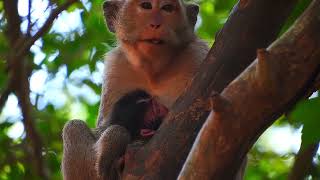 Newborn Baby monkey Sylvia Of Mom Sami [upl. by Skurnik]