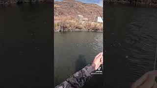 Fly fishing lower Provo for whitefish in Utah fishing flyfishingonly troutreel troutlure [upl. by Jerrine]