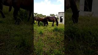 Dark Bay horses eating grass [upl. by Anirt]