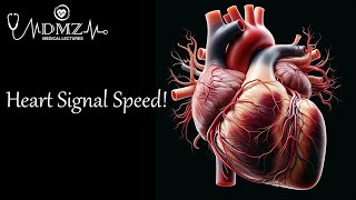 What is the Conduction Velocity of an Action Potential in Cardiac Muscle [upl. by Agan]