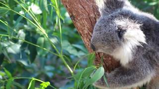 Koala Eating Leaves In A Eucalyptus Tree [upl. by Livi]