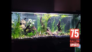 Planted 75 Gallon Community [upl. by Gnanmos130]