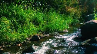 Relaxing With Beautiful River Water Flowing Sound Gentle Bubbling Flowing in the Middle Forest [upl. by Roth933]