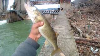 Walleye Perch Fishing Monongahela River [upl. by Belmonte]