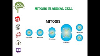 Mitosis in animal cell neet education net youtubeshorts youtube cell biologyclass12 biology [upl. by Karp]