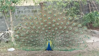 Great Indian Peacock Dancing  Sound of Peacock [upl. by Adnowat]