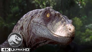 Las mejores escenas del Velociraptor en 4K HDR  Jurassic World [upl. by Elrae]